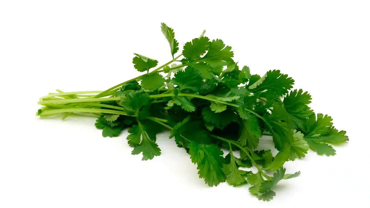cilantro fresco: propiedades y beneficios