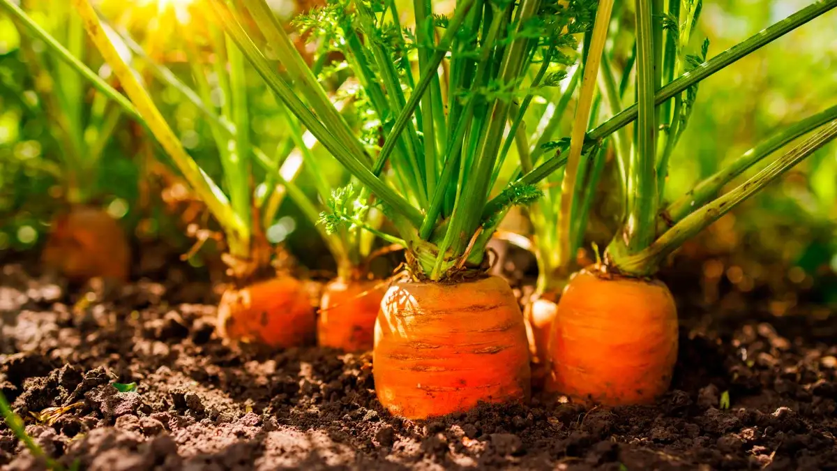 Zanahorias orgánicas que crecen en el suelo del jardín, luz del sol, cimas verdes, verduras saludables, cosecha, agricultura, agricultura, fondo natural