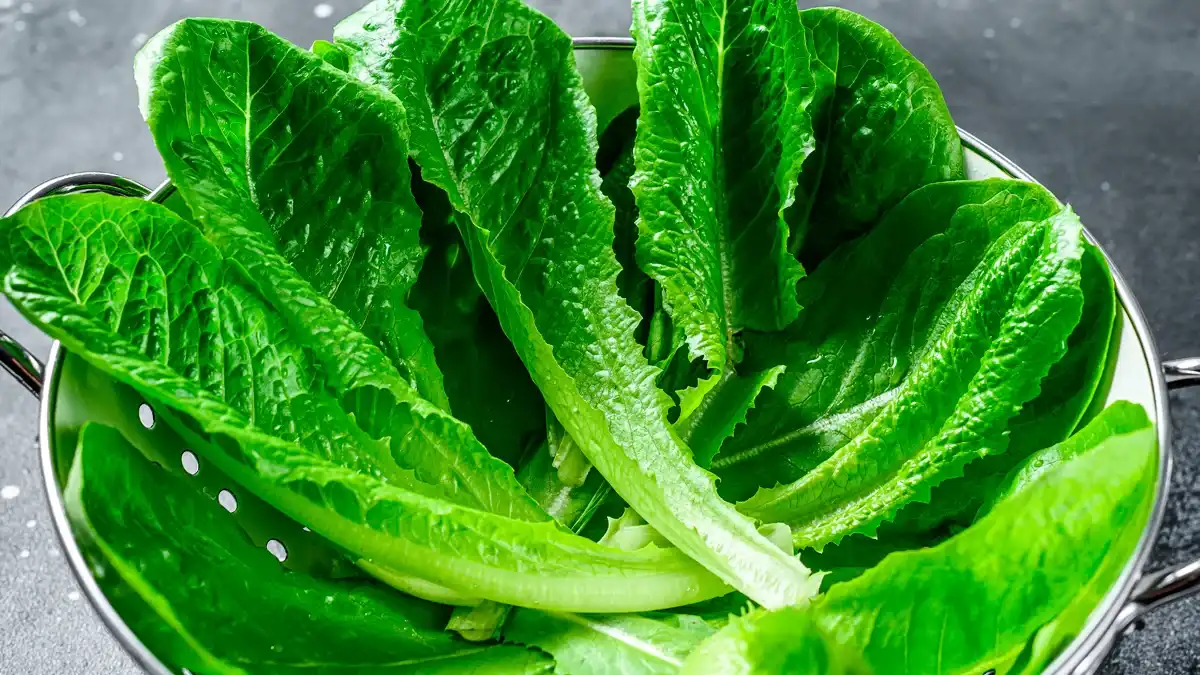 Ensalada verde orgánica madura Romano en un colador. Fondo negro. Vista superior